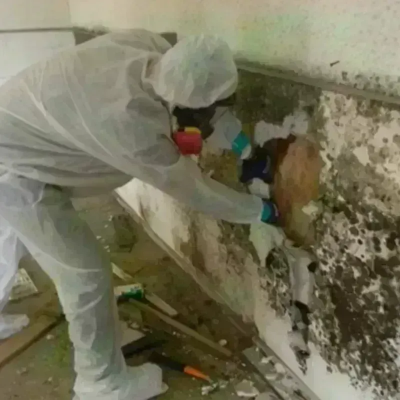 Mold Remediation and Removal in Bowling Green, VA